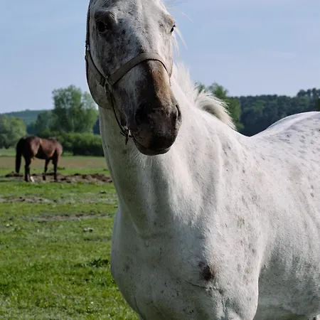 Maisonette-apartment A11 Pine Hill Zwei Balkone, Zwei Terrassen Apartment