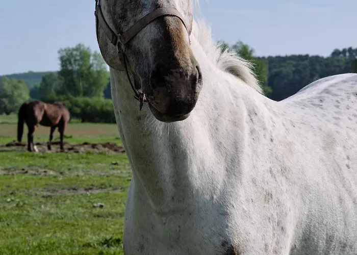 Maisonette-apartment A11 